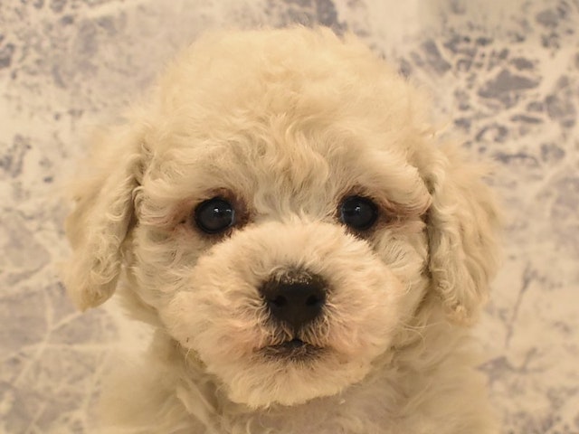東京都のハーフ犬 (ペッツワン町田多摩境店/2023年12月5日生まれ/男の子/ホワイト)の子犬